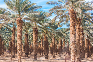 Date palms close up under the blue sky. Orchard in the desert. Date palm plantation in Israel. Growing fruits for sale. Trees planted in a row.