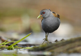 Little crake bird ( Porzana parva )