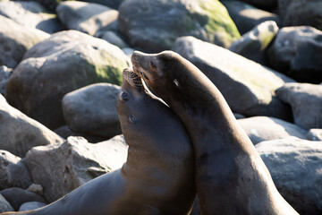 Closeup of antarctic seal. Harbor seal. Seals on the rocks. Sea lions on the cliff at La Jolla Cove in San Diego, California.