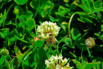 bee in a flower
