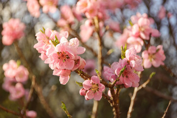 pink flower