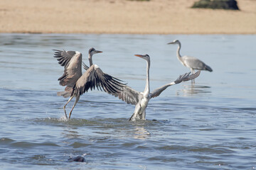 Douro river herons fighting