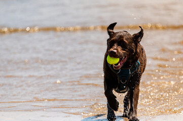 labrador retriever dog running on the beach with ball in mouth