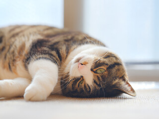 窓辺の猫