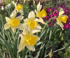 Obraz premium daffodils in spring