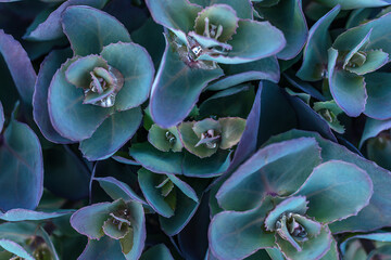 Sedum with water drops on the leaves close-up.Natural background.Top view,selective focus.