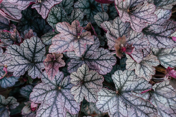 Purple heuchera leaves close-up, top view.Natural floral background.Selective focus.