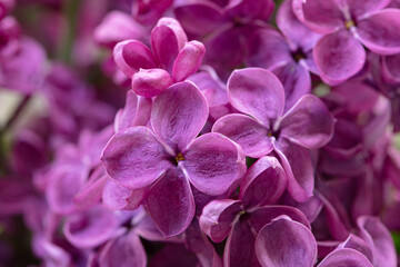 purple lilac  flowers background, wallpaper