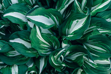Fototapeta na wymiar Variegated Hosta leaves in close-up.Natural floral background.Top view,selective focus.