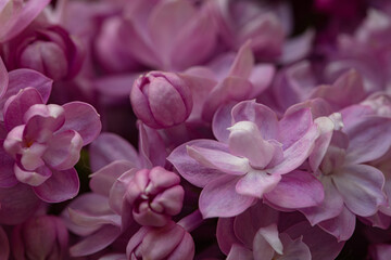 Naklejka premium purple lilac flowers background, wallpaper