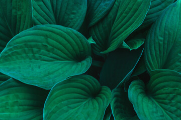 Hosta leaves in close-up.Natural floral background.Top view,selective focus.