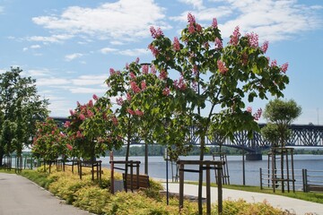 blooming red chestnut trees on the Vistula boulevard against the background of the river and the...