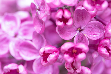 Fototapeta na wymiar purple lilac flowers background, wallpaper