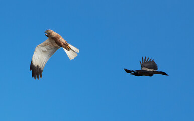 The western marsh harrier being chased by crow in the air as a result of nesting territory dispute.