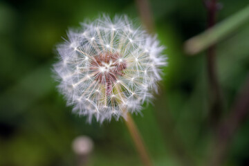 Macro photography of the seedhead of a dandelion