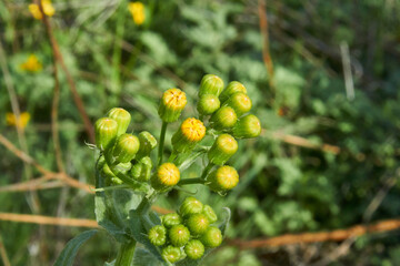 A top down close up macro view of the unfurled flower heads of a Woolly Groundsel, Silver-woolly Groundsel, Gray Ragwort, Packera cana. Texas
