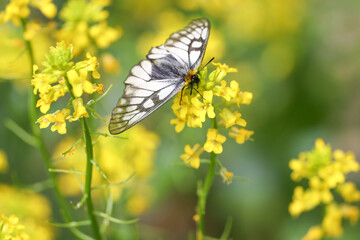Fototapeta premium 菜の花にとまるウスバシロチョウ