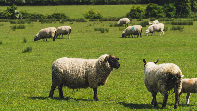 Irish Sheeps