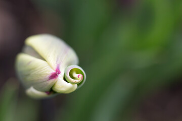 Tulip Macro