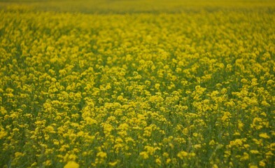 Fototapeta premium field of yellow flowers