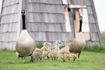 Goose Family 
