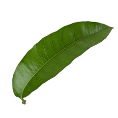 Obraz premium Mango leaf isolated on white background
