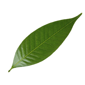 Mango leaf isolated on white background