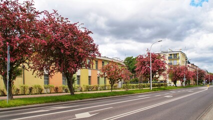 Fototapeta na wymiar flowering trees at Adam Mickiewicz Street in Płock, Poland 