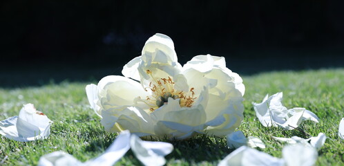 white peonie © YPauli