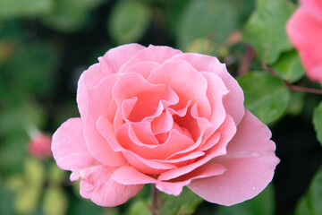 Beautiful pink rose flower in garden. Natural background. Fresh awakening, love. Select focus, bokeh effect.