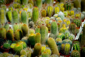 close up of cactus plant 