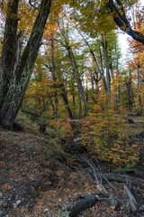 Mountain forest in the fall in Argentina