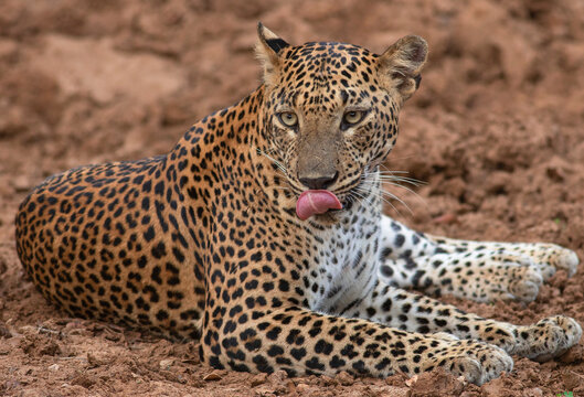 Leopard licking; close up of a leopard; leopard close up; Leopard picture; side profile of a leopard; male leopard; young leopard; leopard body; leopard spots; cat licking; Sri Lankan leopard