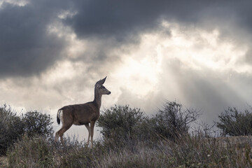 Mule Deer with clear storm clouds at Rocky Peak Park in the Santa Susana Mountains near Los Angeles and Simi Valley, California.
