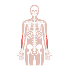 Muscular system arms