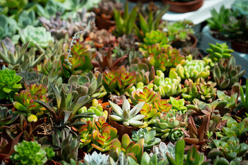 close up of succulents plants
