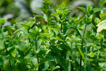 close up of a mint plant