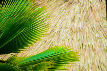 palm tree leaves