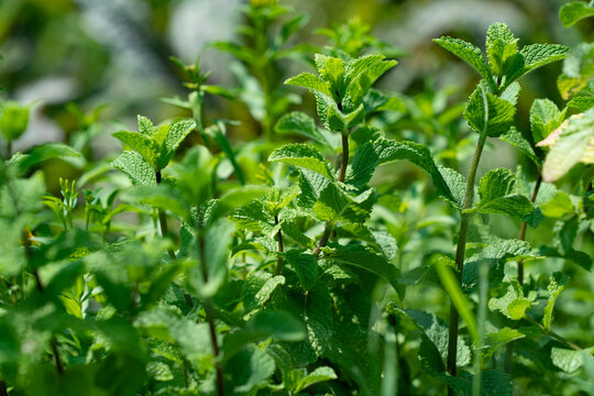 Premium Photo  A close up of green mint plants