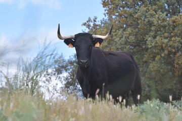 
huge spanish bull in bullring