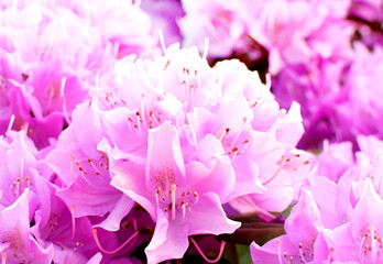 Beautiful delicate pink rhododendron flowers in the park. Spring bloom
