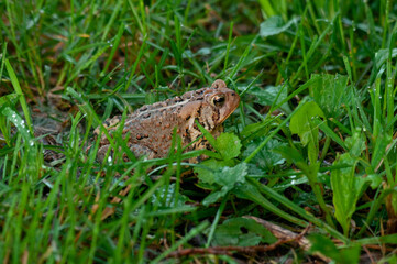 American Fog in the grass