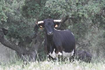 
huge spanish bull in bullring