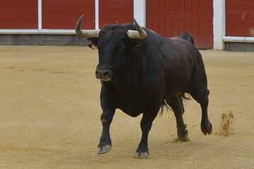 
huge spanish bull in bullring