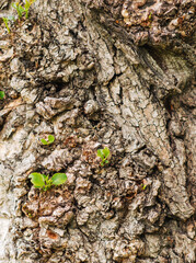 
Embossed texture of brown tree bark with green sprouts of leaves and branches on it.