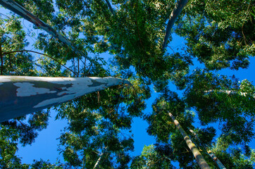 eucalyptus reforestation