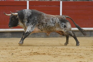
huge spanish bull in bullring