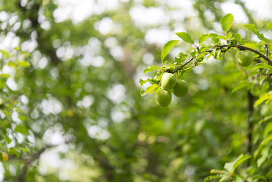 Branches with ripening yellow cherry plum fruits. Cherry plum tree with fruits growing in the garden