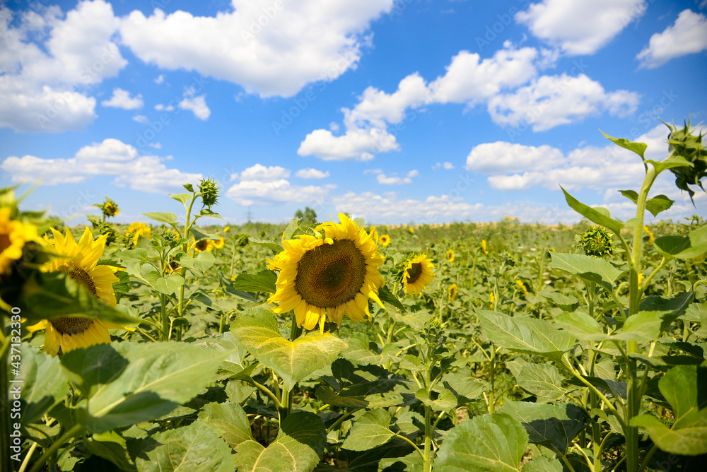 Sticker Sunflower field on a summer sunny day against the blue sky. Vegetable raw materials for the production of sunflower vegetable oil. Ukraine.