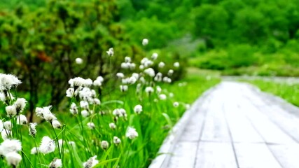 黄色と薄紫色が美しいジャガイモの花 Wall Mural Wallpaper Murals Oonoteruaki 黄色と薄紫色が美しいジャガイモの花 Wall Mural Wallpaper Murals Oonoteruaki